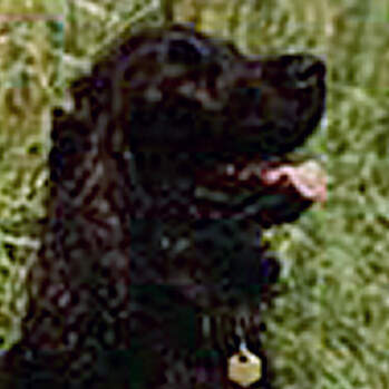 Bengal - Silverdawn Bengal - English Cocker Spaniel Schwarz / black