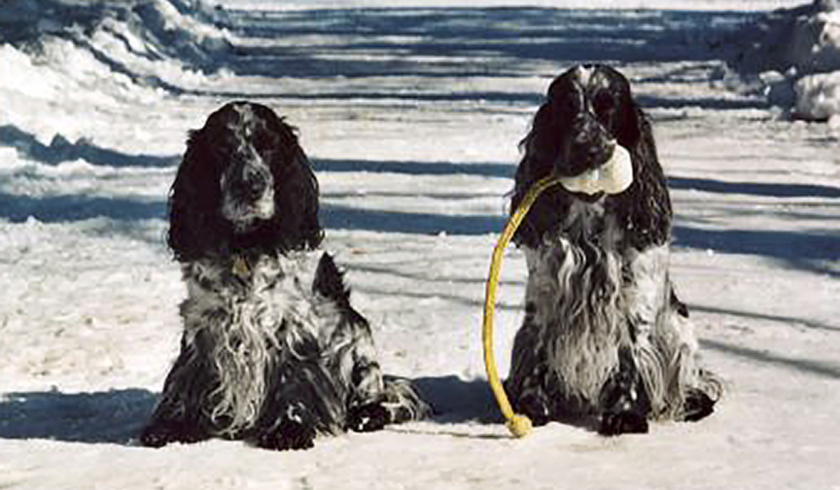 Flash und Flynn