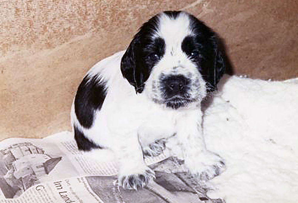Flynn 5 Wochen alt Steinhagen