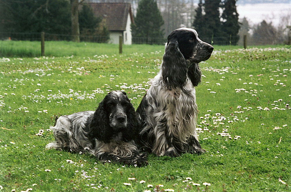 Flynn und Flash auf der Wiese