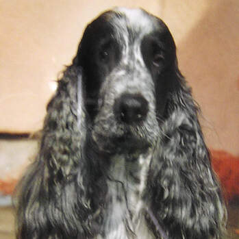 Flynn - Star's Luke Solo - English Cocker Spaniel Blauschimmel / blue roan